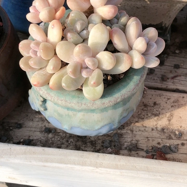 【闪购商品】彩****ɞ彩虹糖带盆