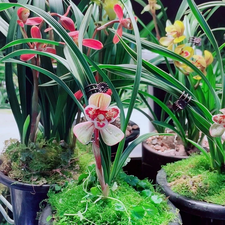 阳***光完全开放一物一漂亮