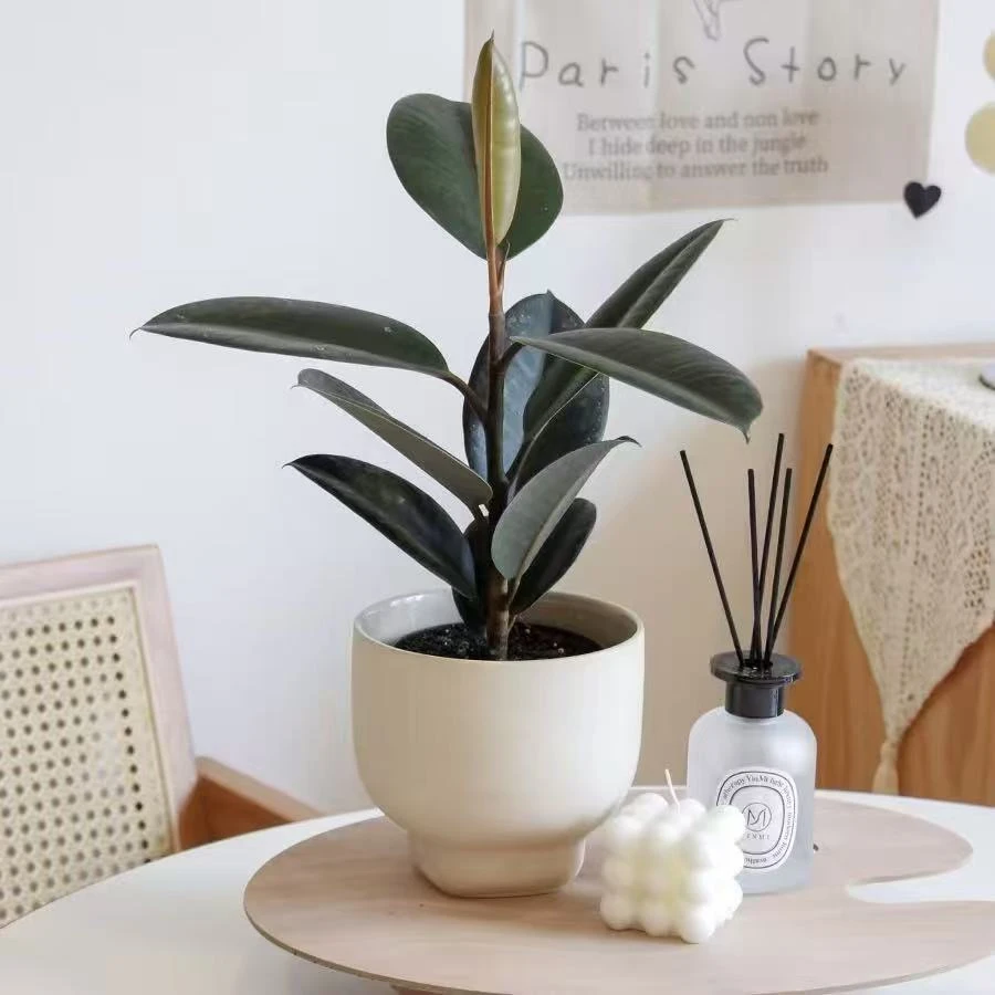 【买一送一】2颗黑金刚橡皮树盆栽室内客厅四季长青净化空气绿色