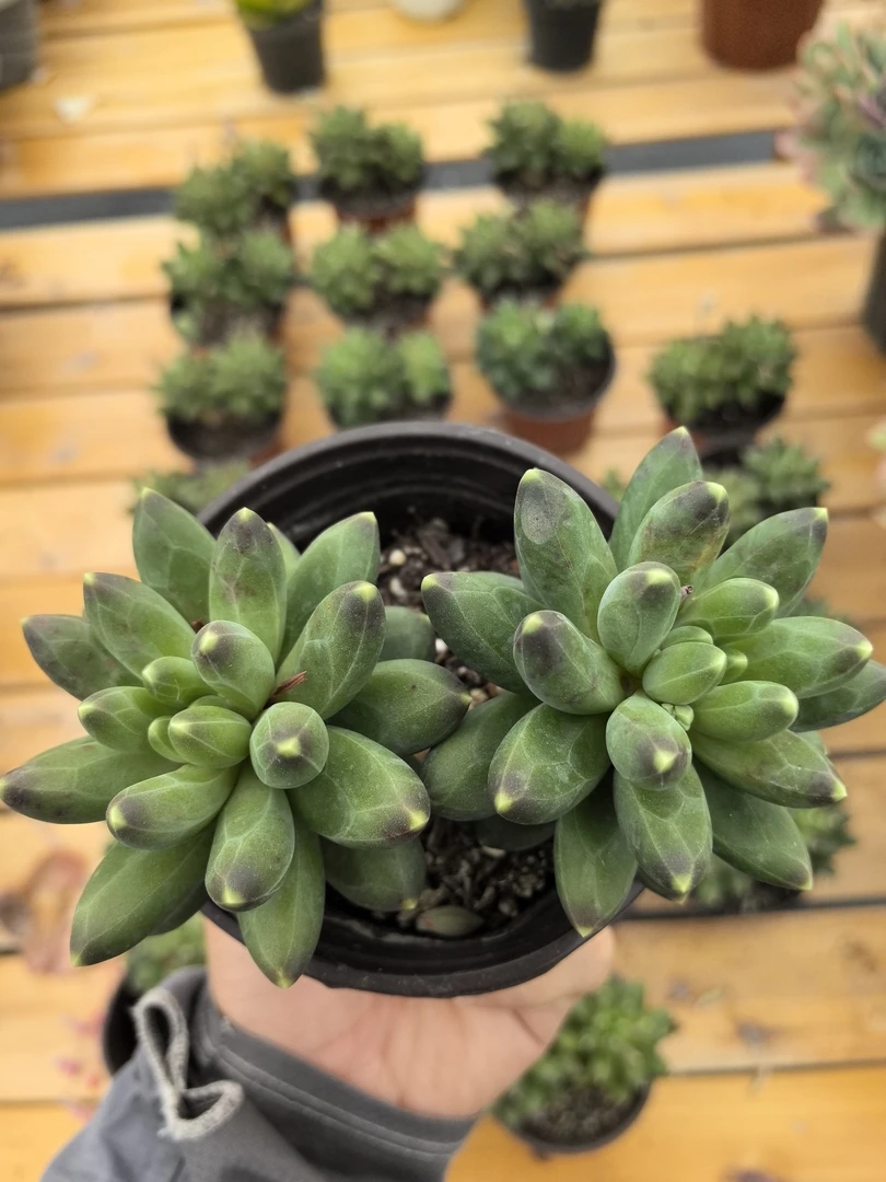 多肉千代田之松（带暗纹小老桩，双头起发货）满15包邮