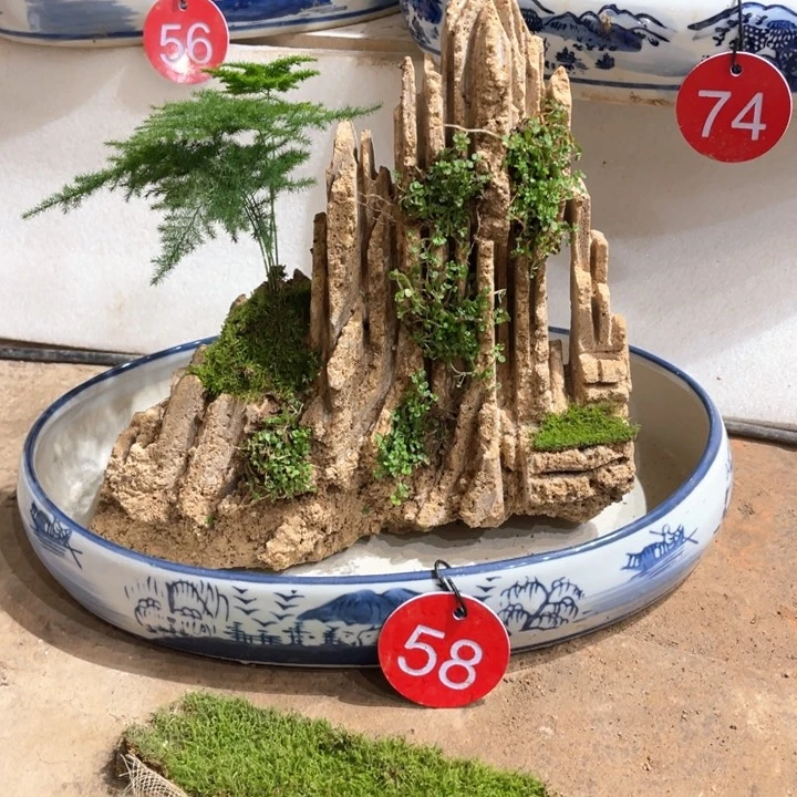 当前无花朵，栽培后可花朵尽****！