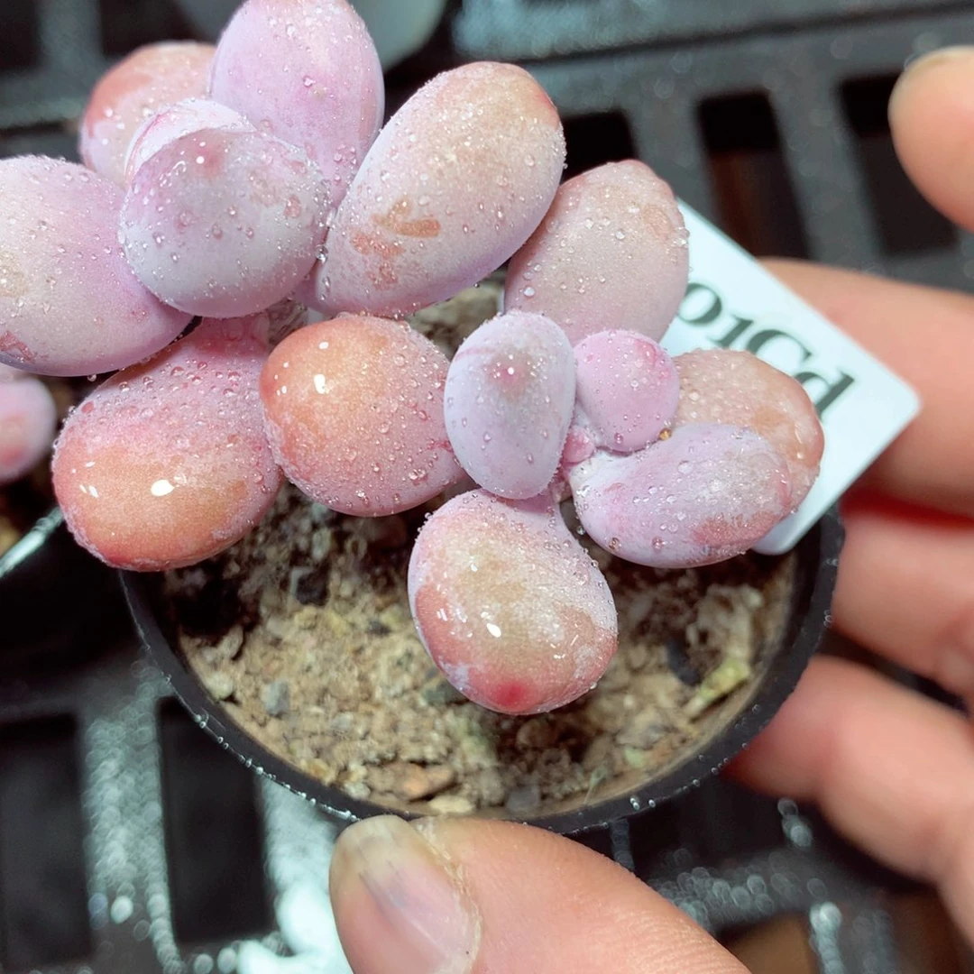 5厘米盆精控多肉4401