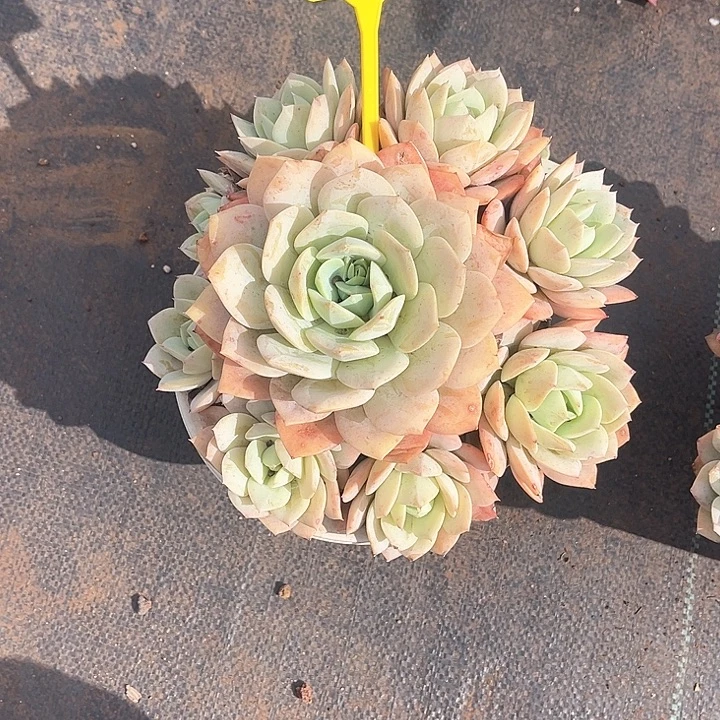 木***贝00000000000000030木木宝贝恋曲