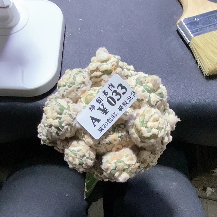 海***宝柱子兜033