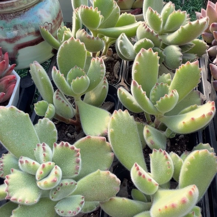 小熊3颗。
