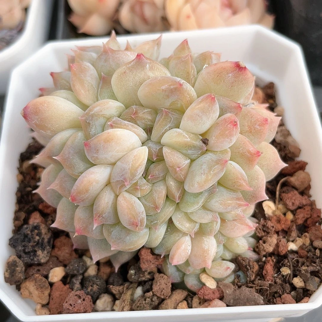 优选冰魄缀化9026