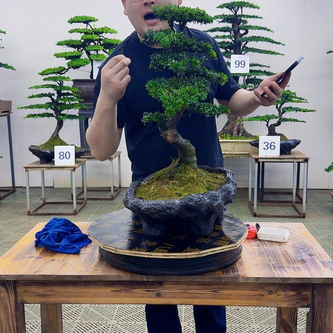 红芽罗汉松造型盆景