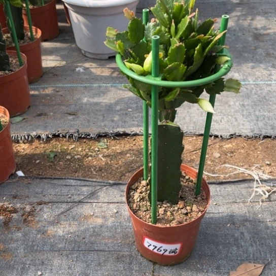 瑞***奶白色蟹爪兰尾号7969