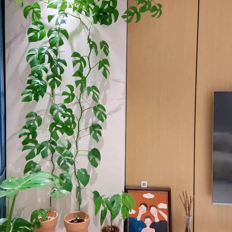 姬龟背竹攀爬悬挂绿植壁挂长条春季日系森系清新水培植物水养室内