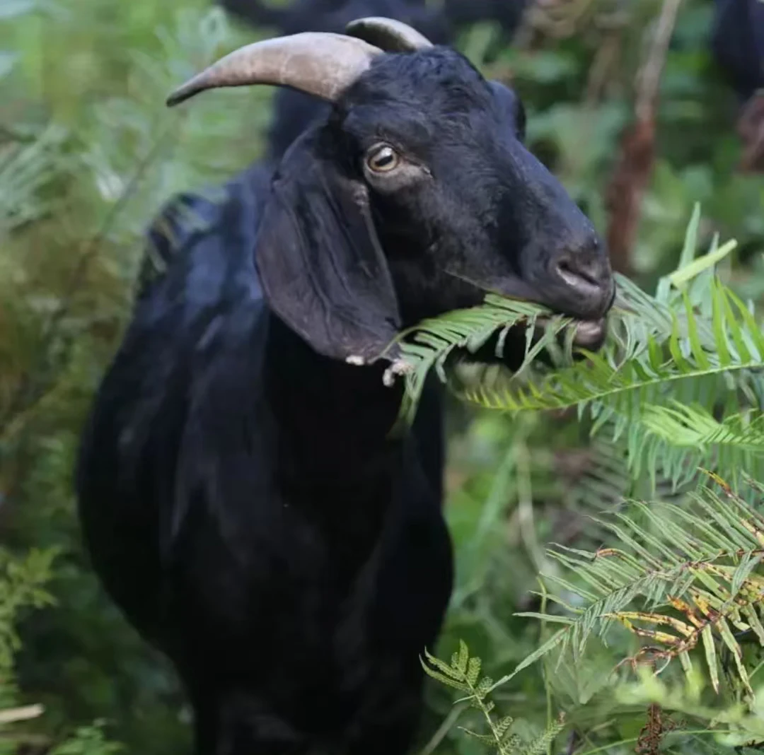 黔大炮专属（直播间现场称重改价）贵州高山本地黑山羊