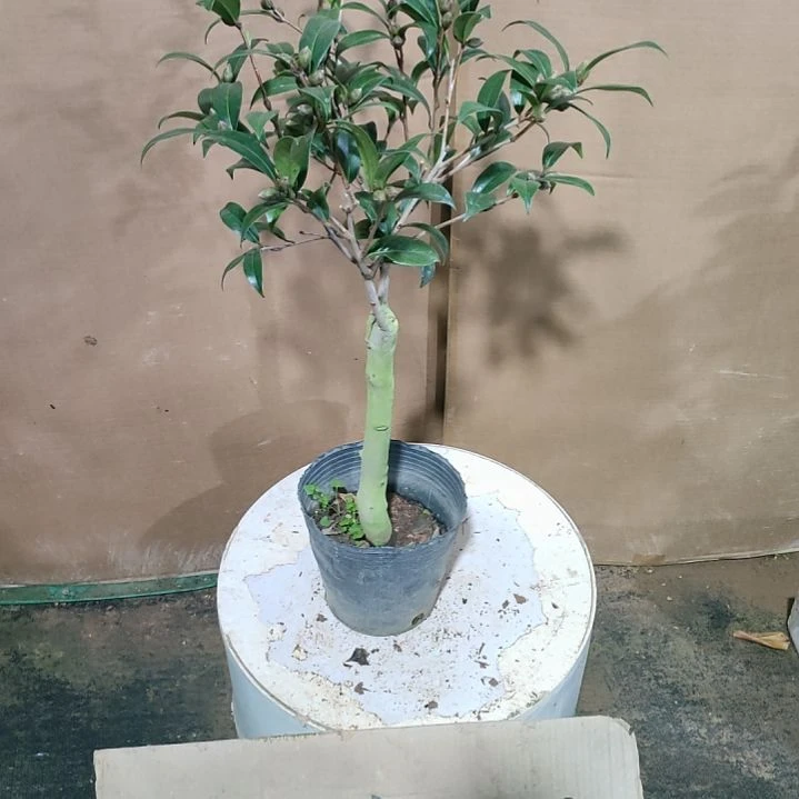 967黑骑士，原盆原土发货，不包邮