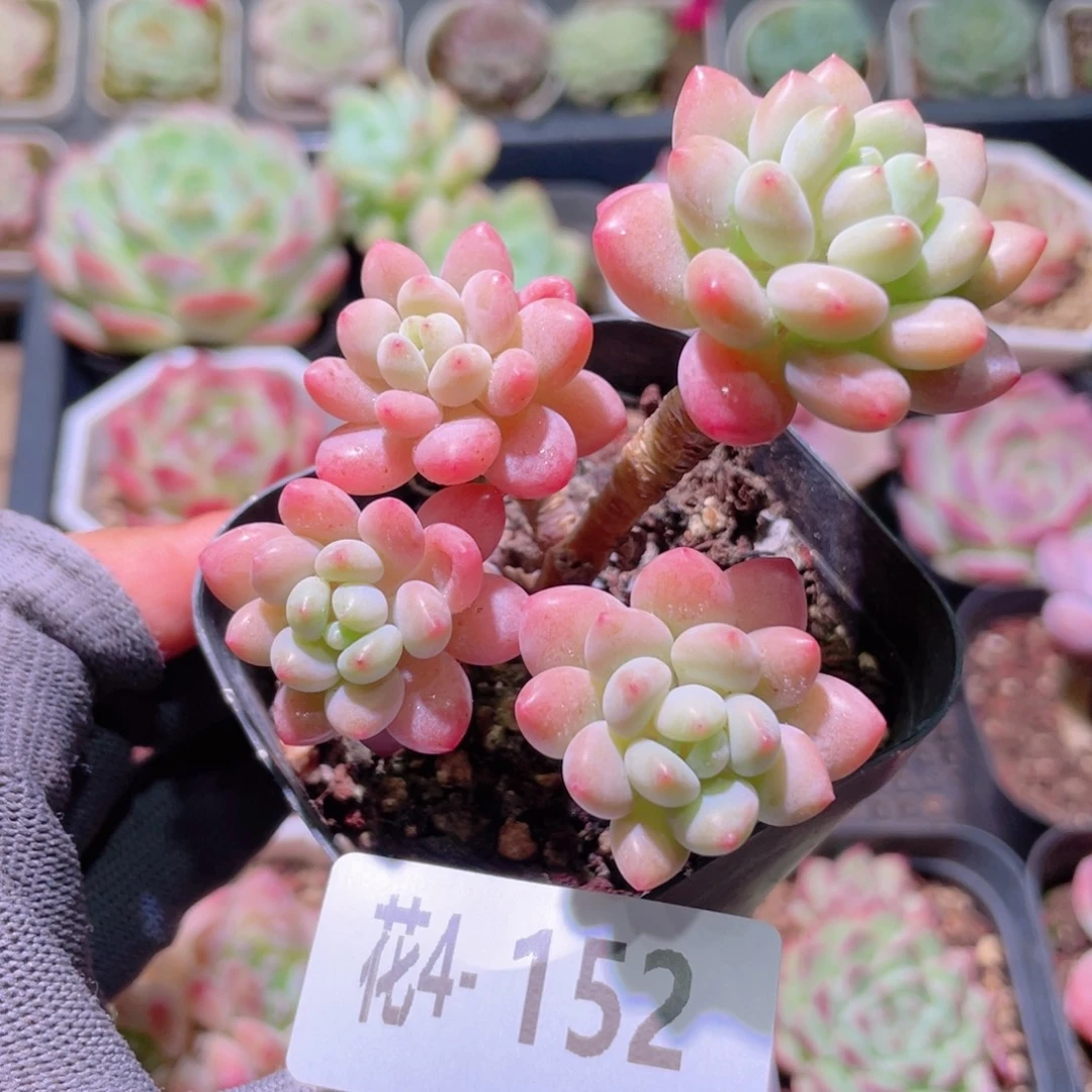 花利美4-152洛可可