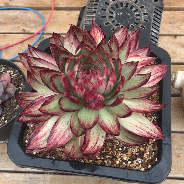 惊鸿仙子多肉植物68000