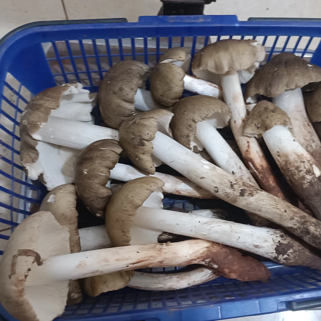 四川新鲜野生半开鸡枞菌斗鸡公伞把菇顺丰冷链