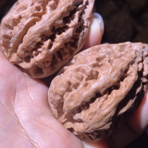 文玩核桃把件东北野生楸子小美82