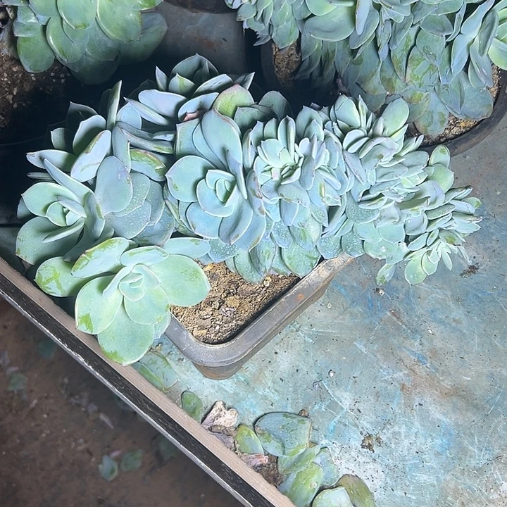 超大白凤群生缀化多肉