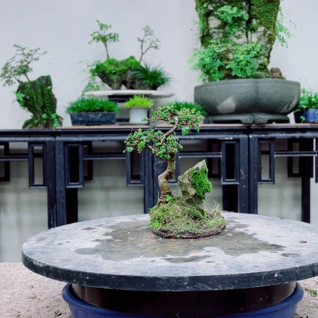无铅玻璃用****5铁线蕨的一种植物