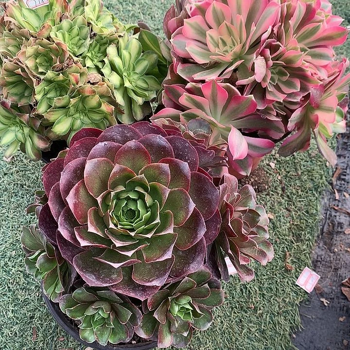 958法师3棵多肉植物