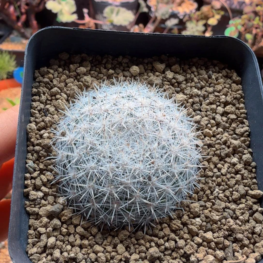 雪白丸969 仙人球