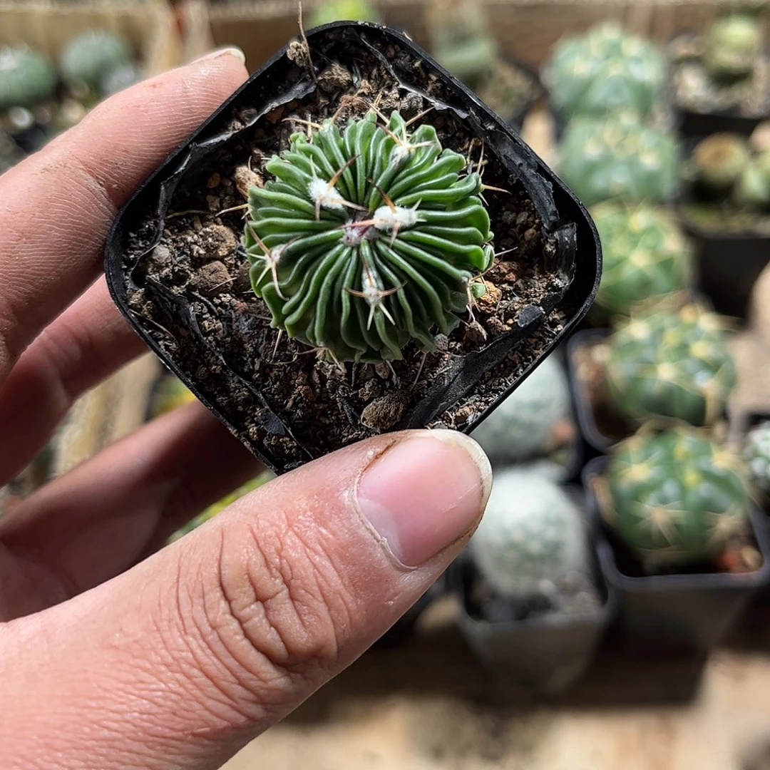 辛巴克单头发货单头