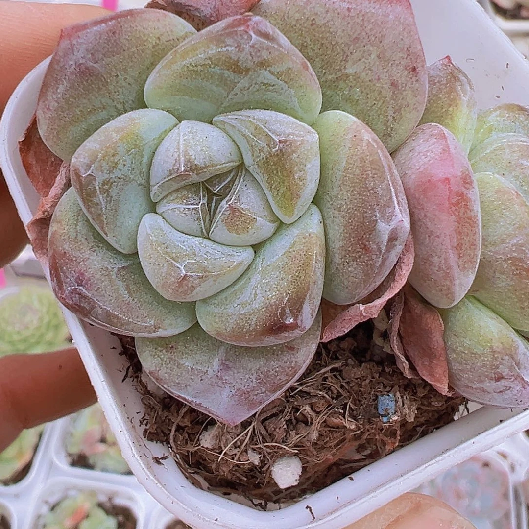 墨玉群19包邮多肉