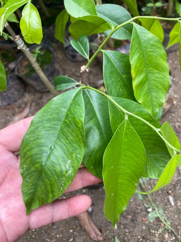 虎斑树心油，380元/棵，两棵起售