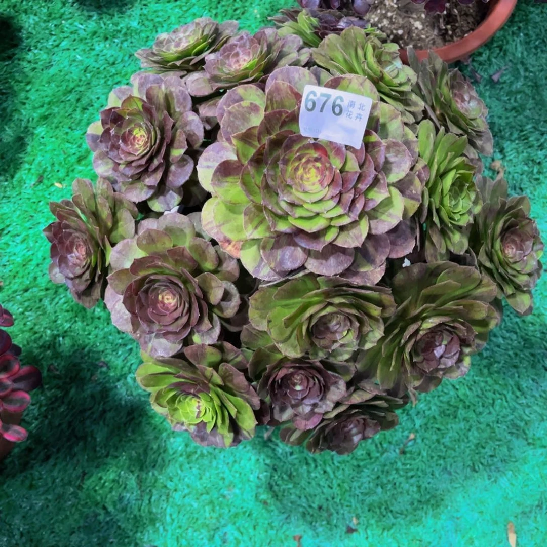 多肉花月夜000000676