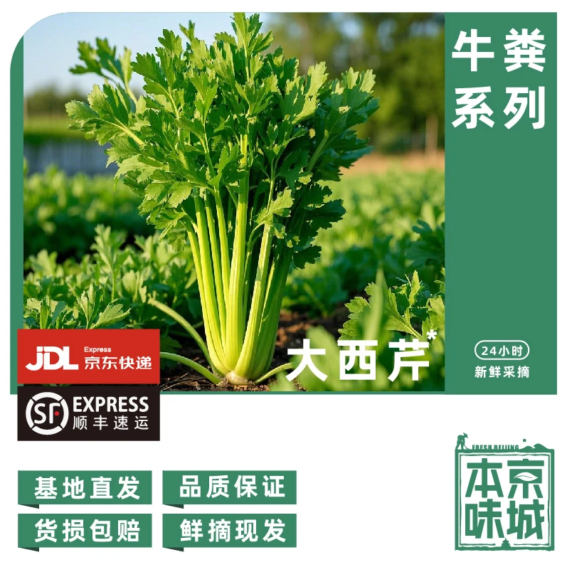 房【幼儿园大芹菜】500g(拆2段发货 介意勿拍)做菜优选
