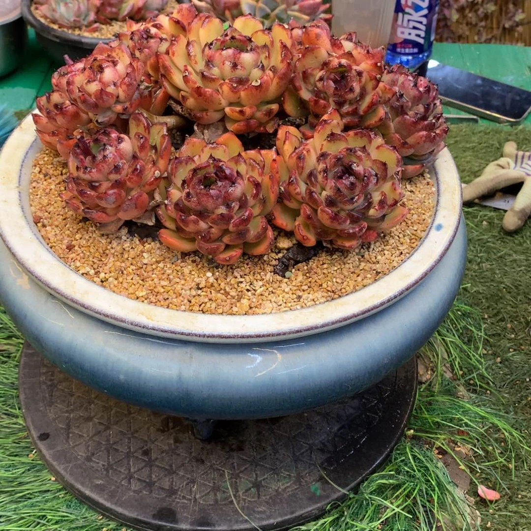 你****~你最厉害啦水晶带盆