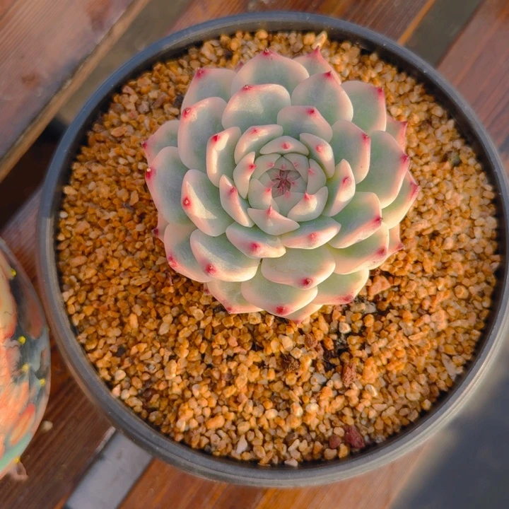 如梦发货111111111111