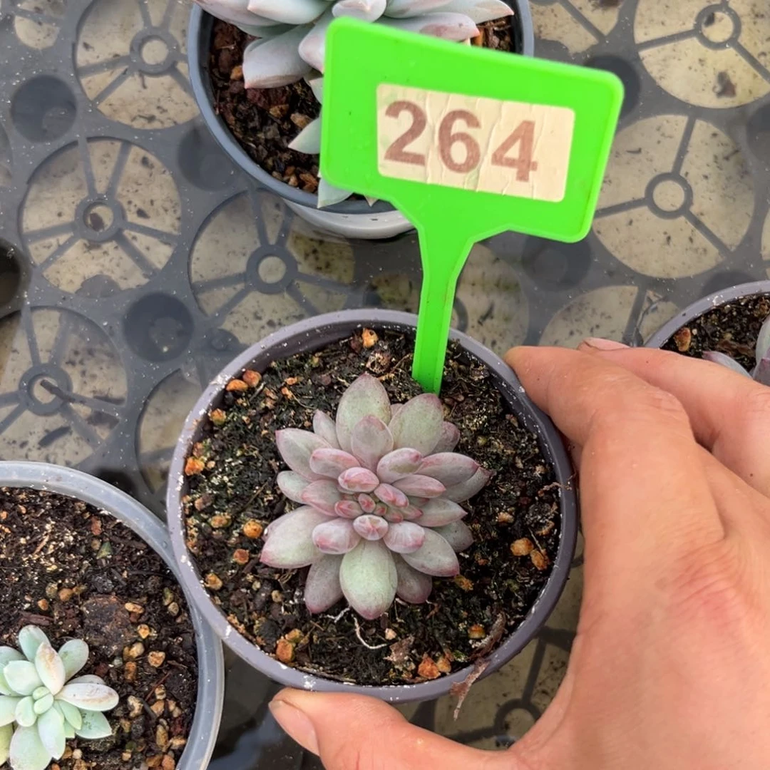 多肉植物虞美人缀264