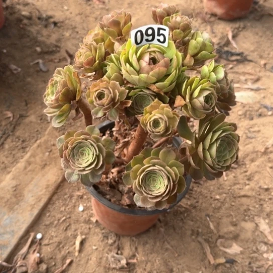 无花朵莎拉碗095号不包断枝