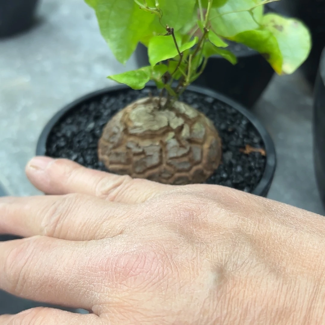 酸*龟甲龙8888888888