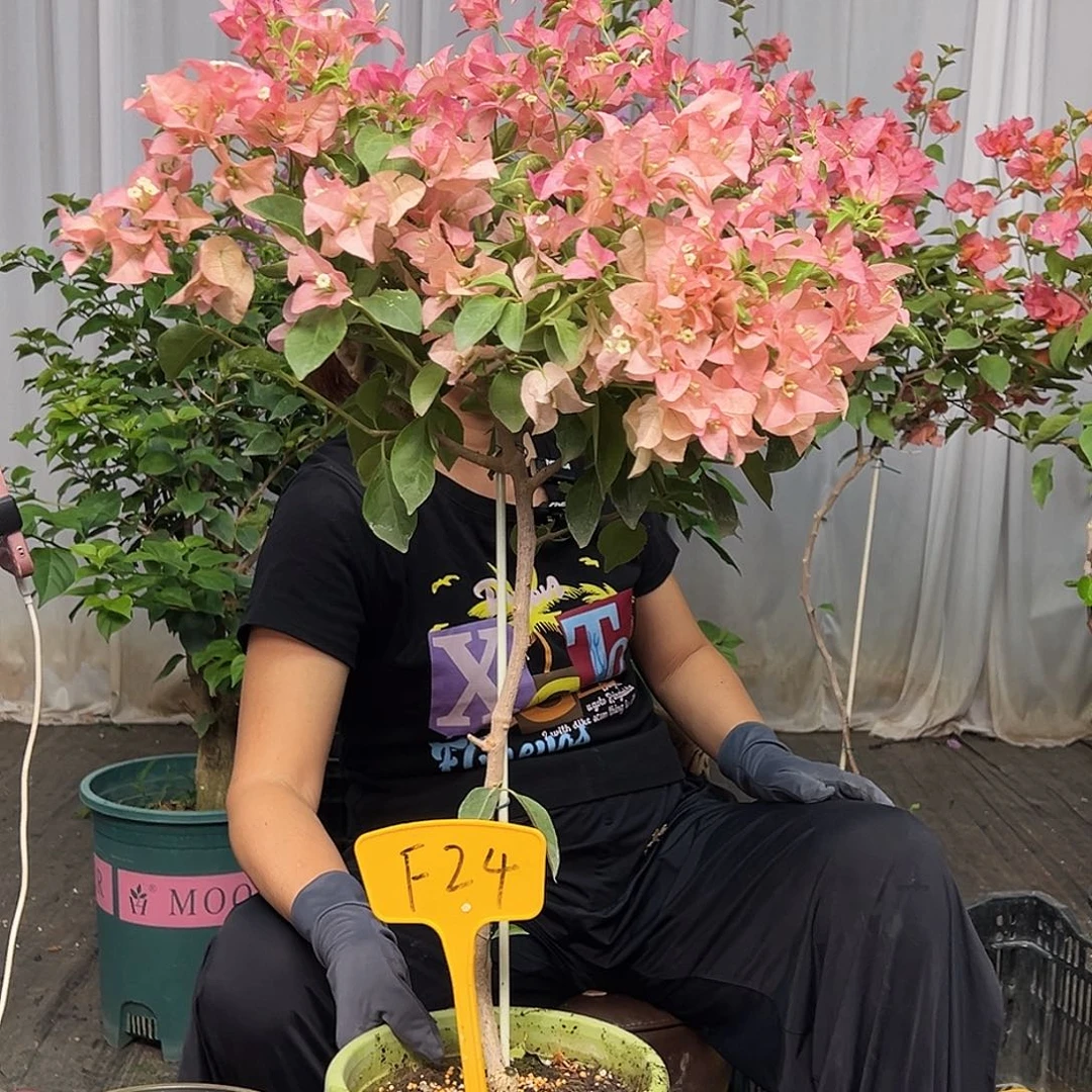 快***生当前无花栽培后可以开花F24卡亚塔