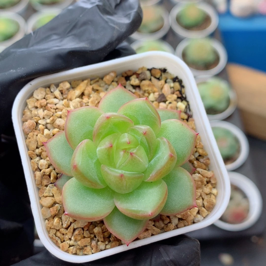 58包邮  群生不包整珍妮143