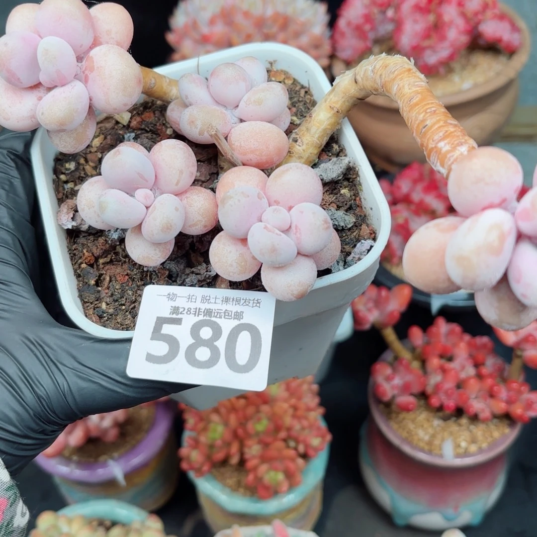 糖果桃蛋老桩无盆土发货