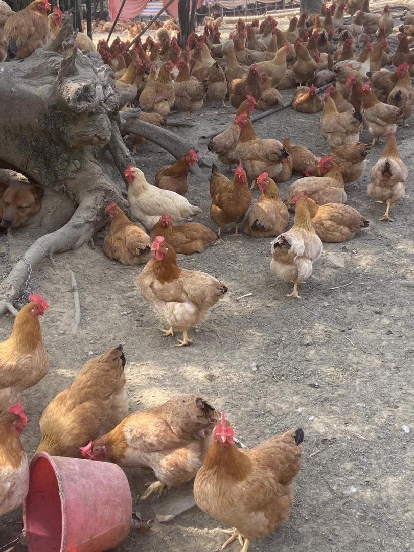 两只文昌鸡母鸡 顺丰包邮 正宗果园散养200天走地鸡肉 皮脆肉滑