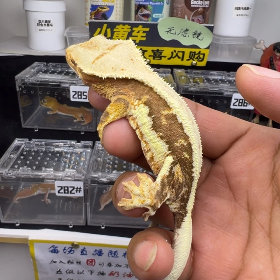 睫角守宫近满背莉莉