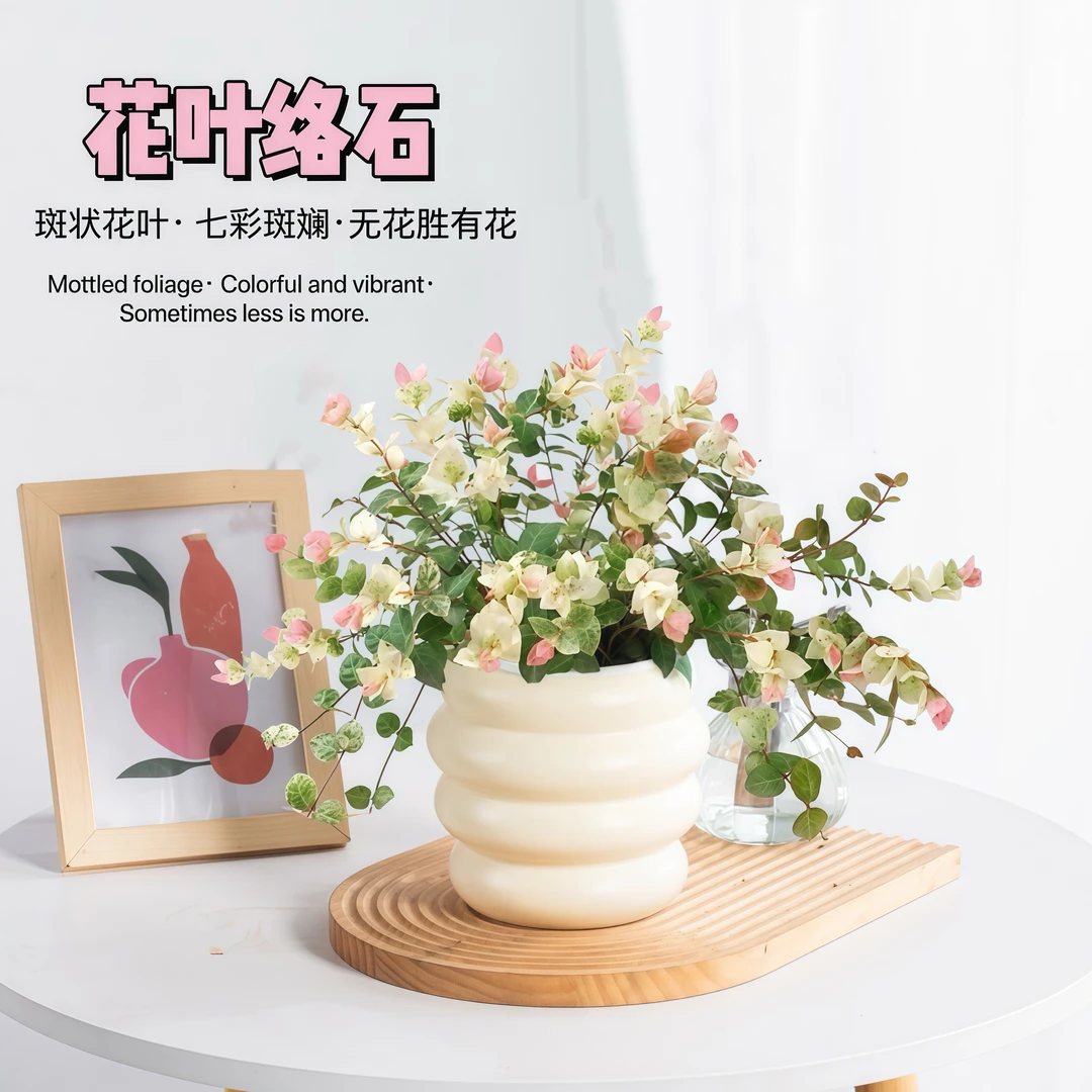 花叶络石盆栽植物室内桌面盆景净化美观叶金边吊兰绿植好养