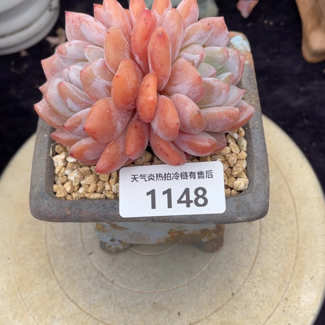 H**?1148橙子双头多肉植物老桩