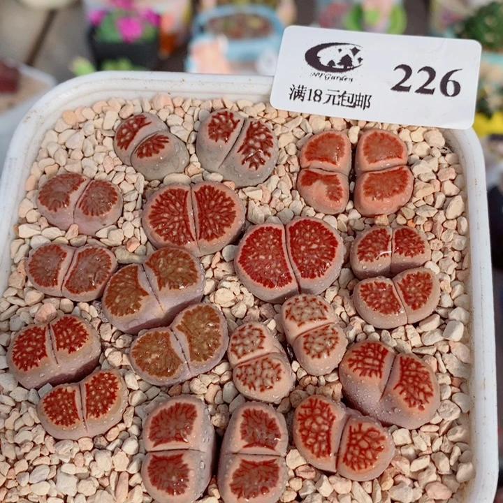226 生石花花花花开了207