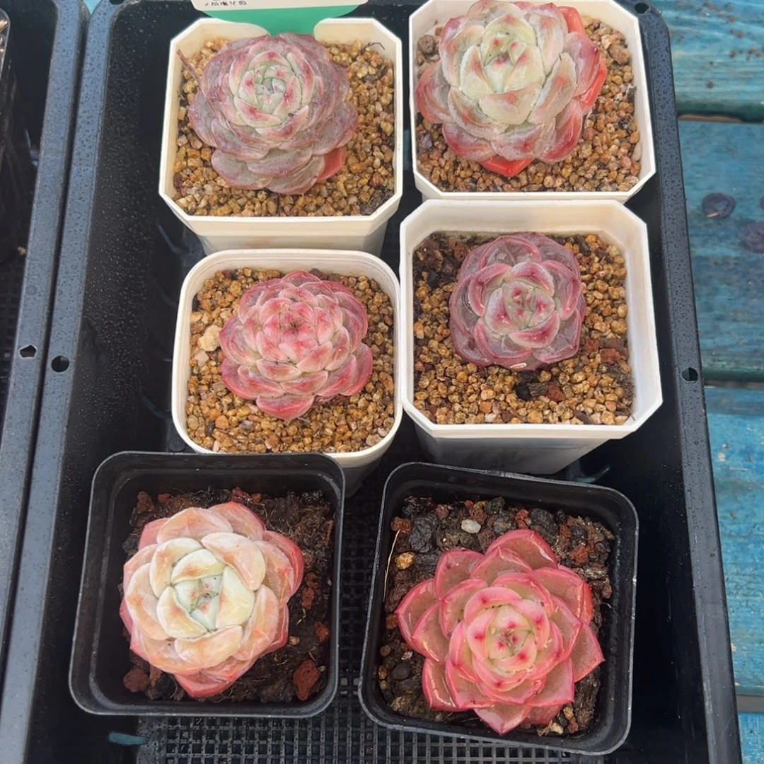 从前慢多肉精选编号0120.117