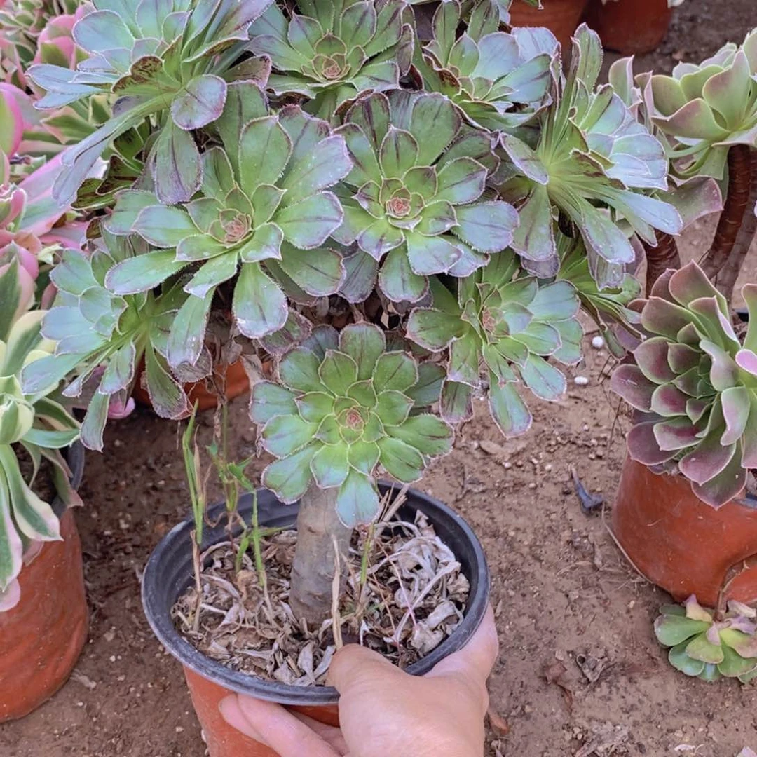 1052 号一物一拍多肉植物