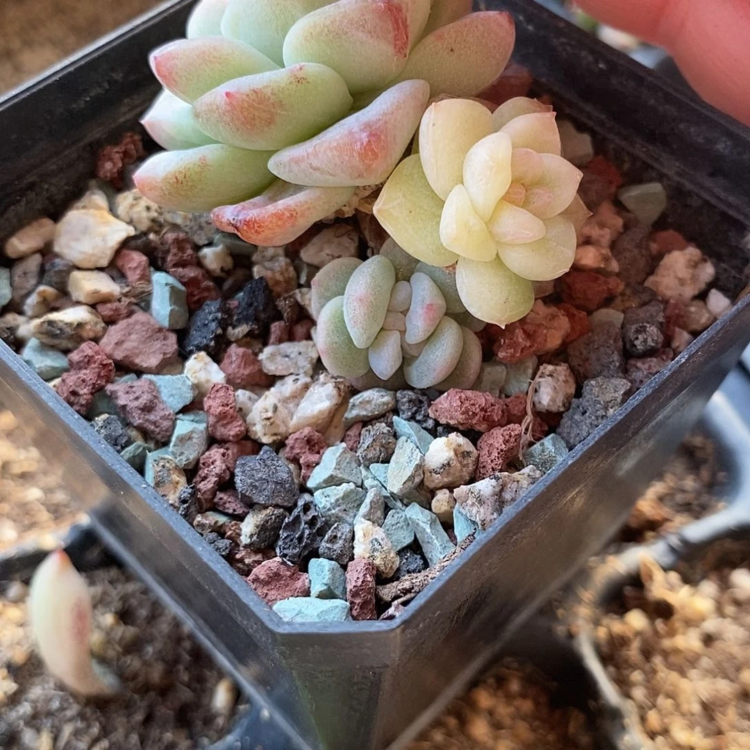 冰玉石化锦多肉植物哇啦塞