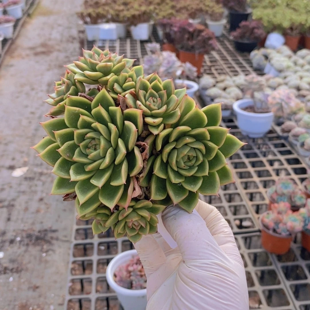 7715白玫瑰一物一拍
