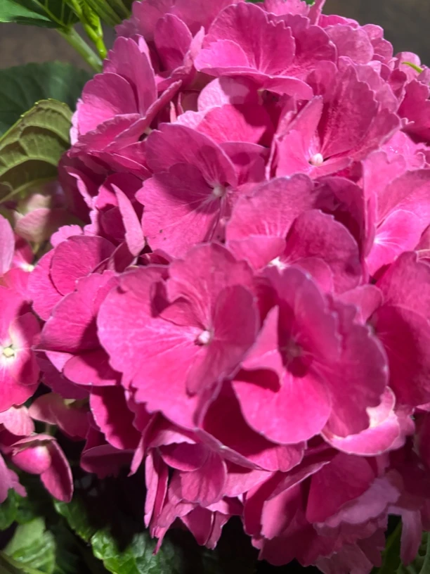 含羞叶 绣球花苗盆栽带花苞无尽夏超长花期室内外花卉植物