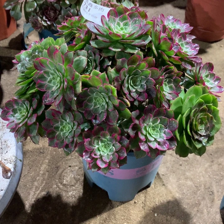 731莲花多肉植物特价
