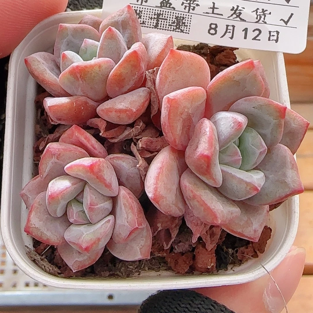 多肉0812-29龙沙宝石