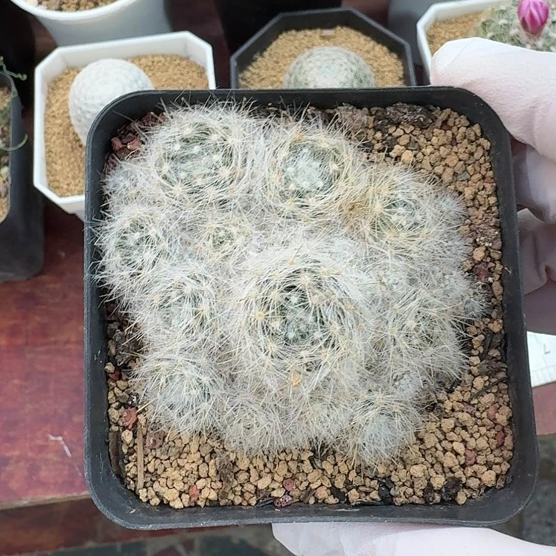 惑星仙人球526456