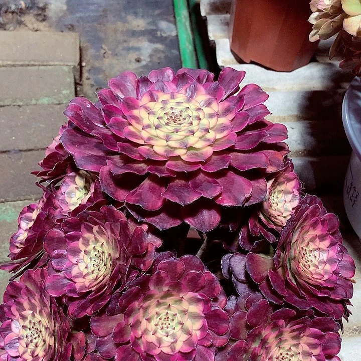 月蝉捧花，多肉植物